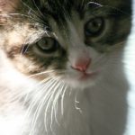 男女搞基视频 90lo550ov